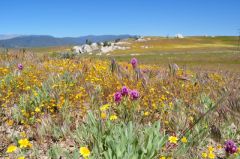 黄色の中にピンクの花