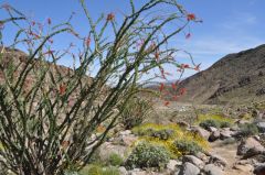 キャンドルの木とも呼ばれるオコティロ