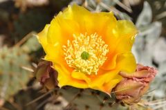 デリケートな花びらと花針