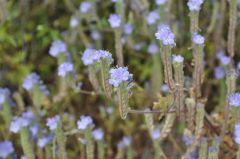 砂漠に咲くタイプのファセリアNo.2