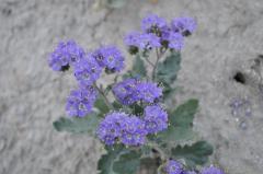 砂漠に咲くタイプのファセリアNo.1