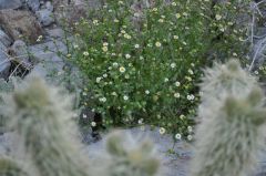 岩間に咲くワイルドフラワー