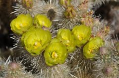 黄色の花のチュヤサボテン