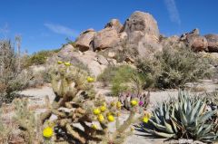 テディベア・チョヤサボテン