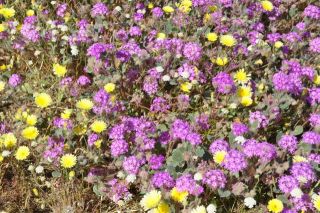 南カリフォルニアの春（写真）