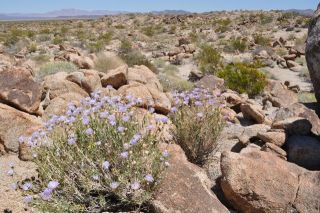 春にはワイルドフラワーが綺麗