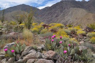 南カリフォルニアの春（写真）