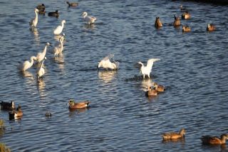 南カリフォルニアの生物