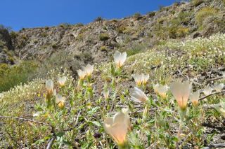 南カリフォルニアの春（写真）