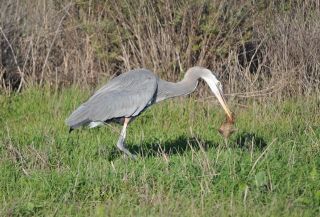 南カリフォルニアの生物