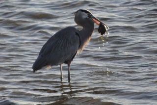 南カリフォルニアの生物
