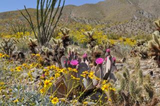 南カリフォルニアの春（写真）