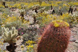 南カリフォルニアの春（写真）