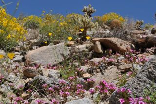 南カリフォルニアの春（写真）