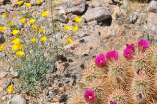 南カリフォルニアの春（写真）