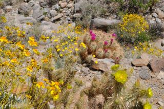 南カリフォルニアの春（写真）