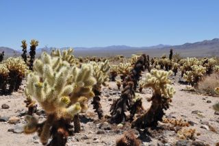 チョヤサボテンの群生地