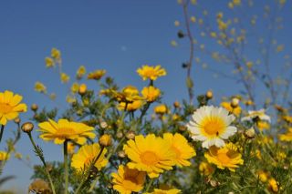 南カリフォルニアの春（写真）