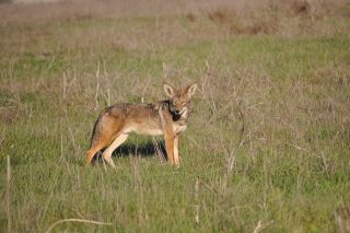 南カリフォルニアの生物
