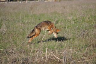南カリフォルニアの生物