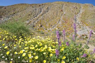 南カリフォルニアの春（写真）