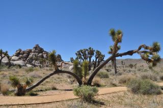 面白い形のジョシュアツリー