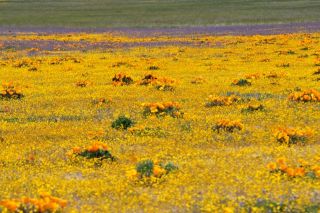 南カリフォルニアの春（写真）