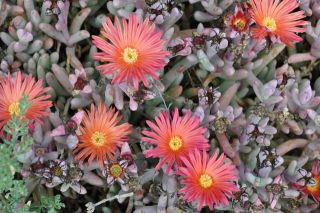 南カリフォルニアの春（写真）