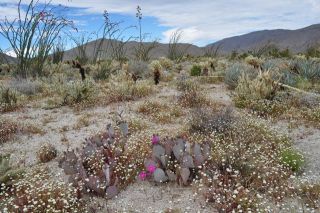 南カリフォルニアの春（写真）
