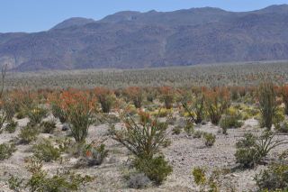 南カリフォルニアの春（写真）