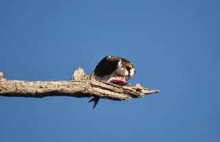 南カリフォルニアの生物