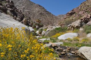 南カリフォルニアの春（写真）