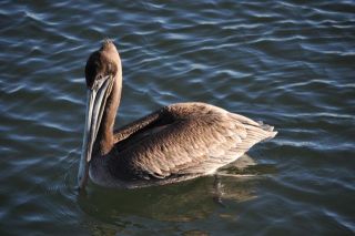 南カリフォルニアの生物