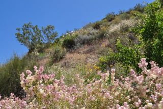 南カリフォルニアの春（写真）