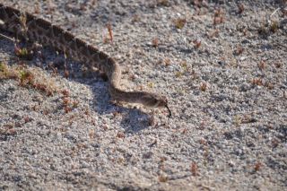 南カリフォルニアの生物