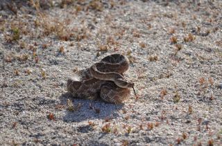 南カリフォルニアの生物