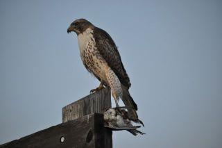南カリフォルニアの生物