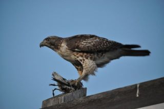 南カリフォルニアの生物