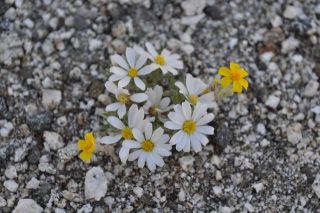 南カリフォルニアの春（写真）