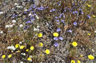 南カリフォルニアの春（写真）