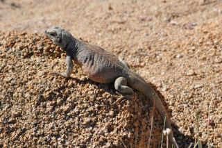 南カリフォルニアの生物