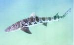 レオパードシャーク（スノーケリング）