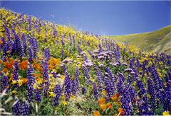 黄色に映える紫のルーパイン