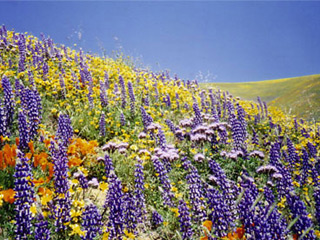 南カリフォルニアの春（写真）